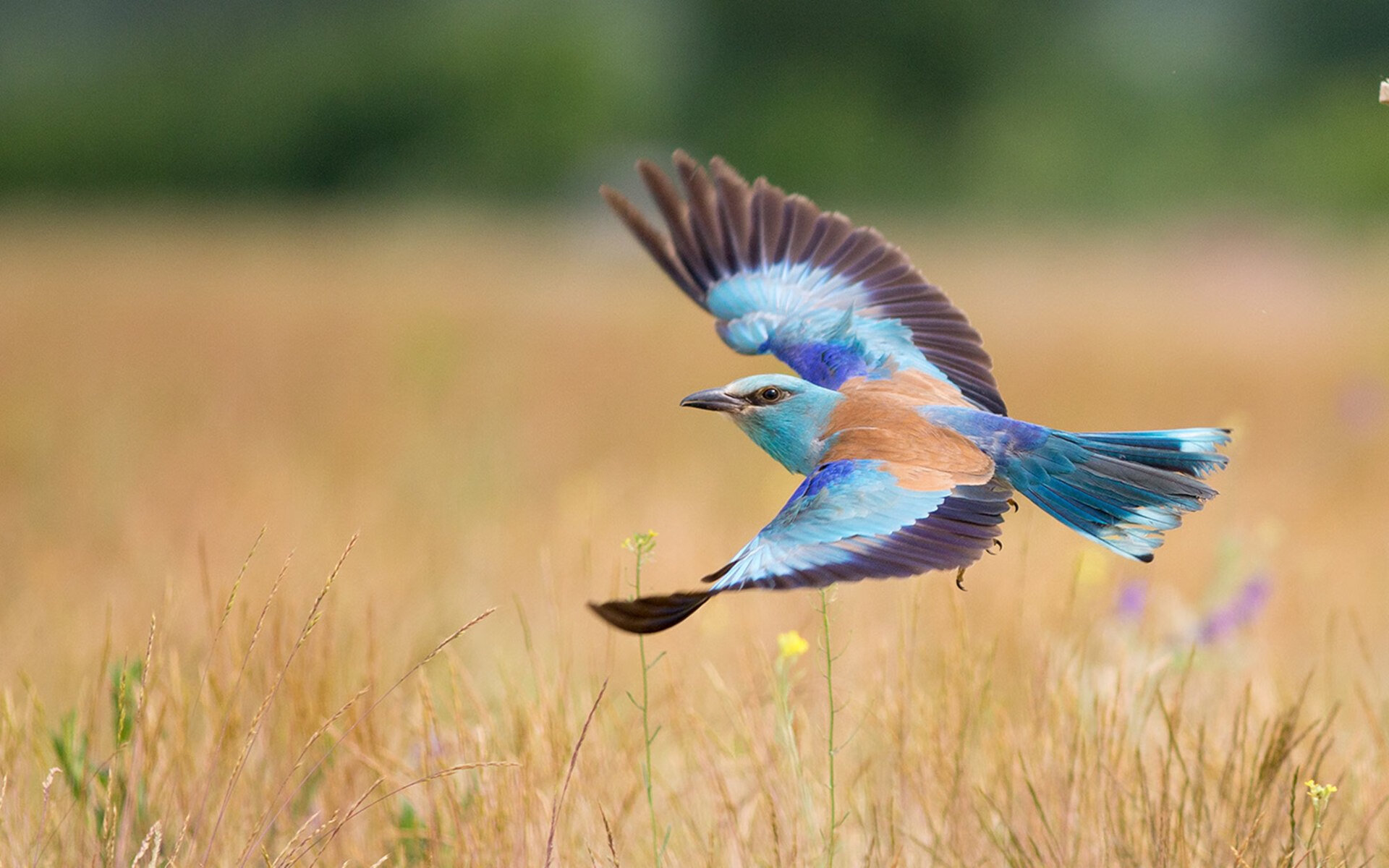 _城市天际线滑索：悬空飙速，惊心动魄_，城市天际线拖拽道路