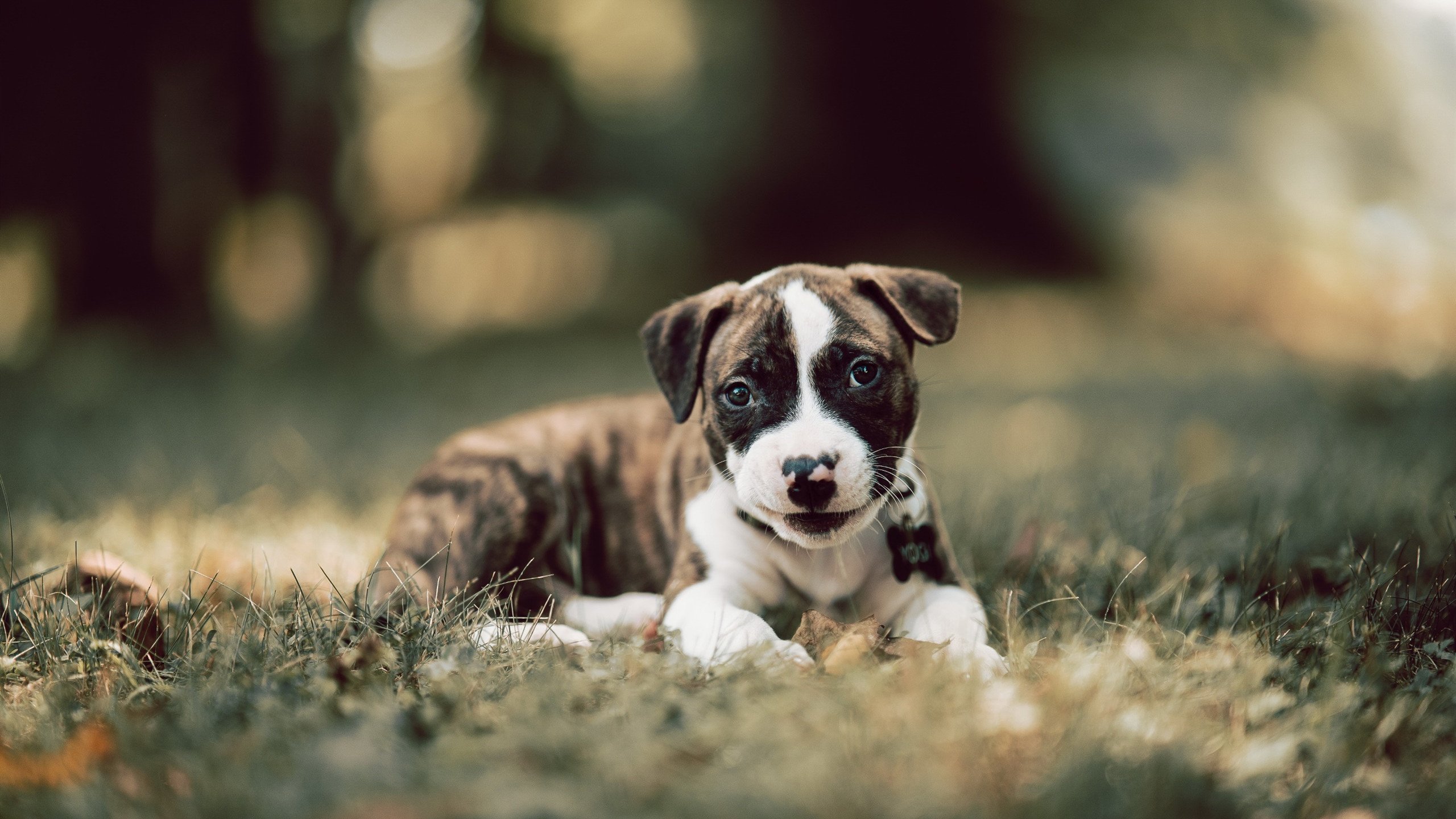 _青少年滑板战：极限技巧点亮青春_，青少年滑板教程