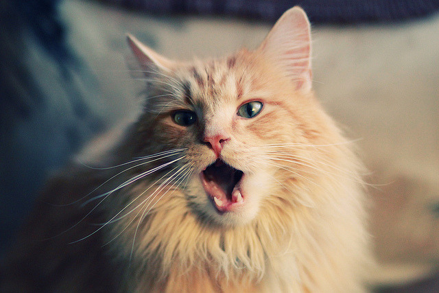 【马克·塞尔比】铁壁防守:从基础到高端的战术细节,马克塞尔比练球视频