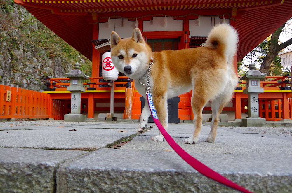 右边锋身手不凡!球员纪录片发布,球迷直呼过瘾,右边锋现役