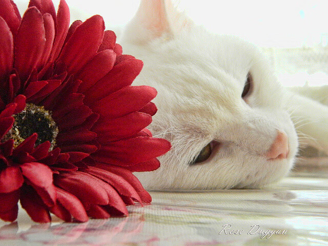 马竞激战平局 积分榜上略显颓势,马竞领先10分