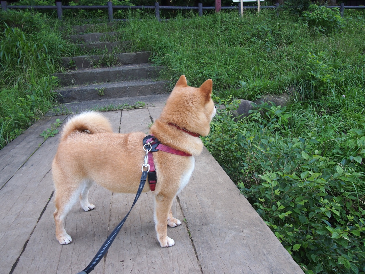 意甲本周焦点:老将焕发新活力,意甲阵容