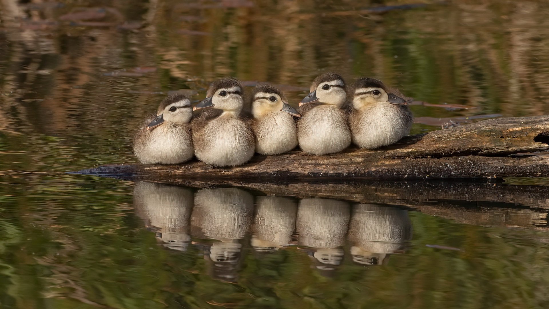 “三叉湖飞盘赛：挑战精准与速度，竞技新高峰”