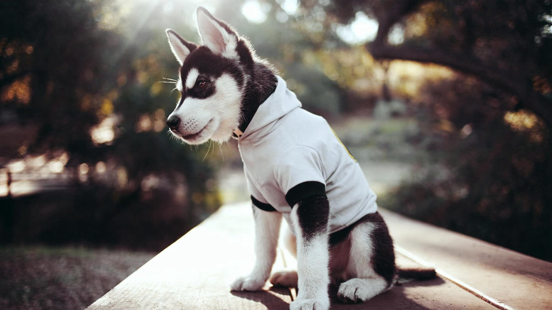 西欧对南美对抗成为焦点话题,西欧对南美对抗成为焦点话题的看法