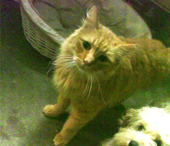 世界杯精彩纷呈：每一秒都令人热血沸腾！，世界杯名场面