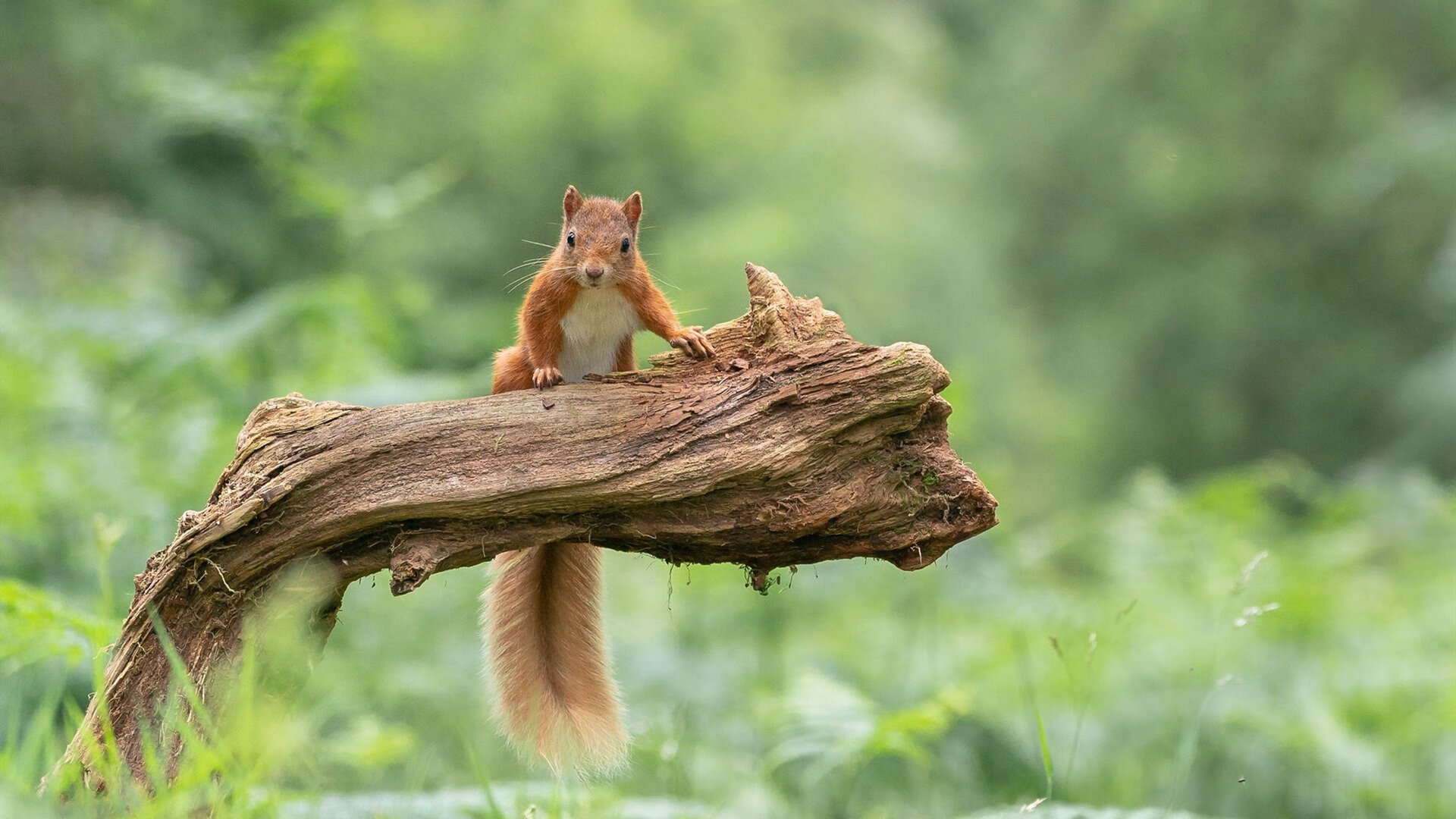 乌克兰女篮在欧洲锦标赛中拼搏争金，期待佳绩