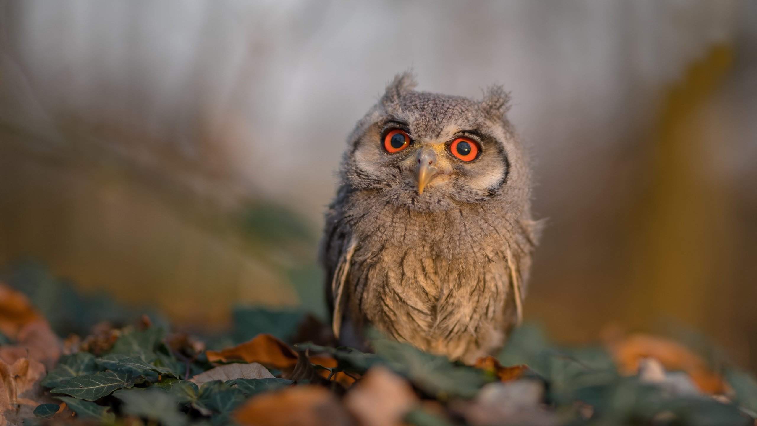 公牛教练带队回顾比赛录像强调攻守切换节奏，公牛教练组