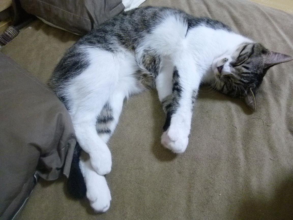 国际足球界积极推行绿色场馆，环保理念逐步落地，绿色的足球场