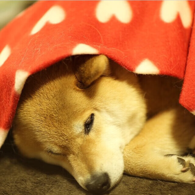 美洲杯明星闪耀：单刀突破引爆全场！，美洲杯巨星