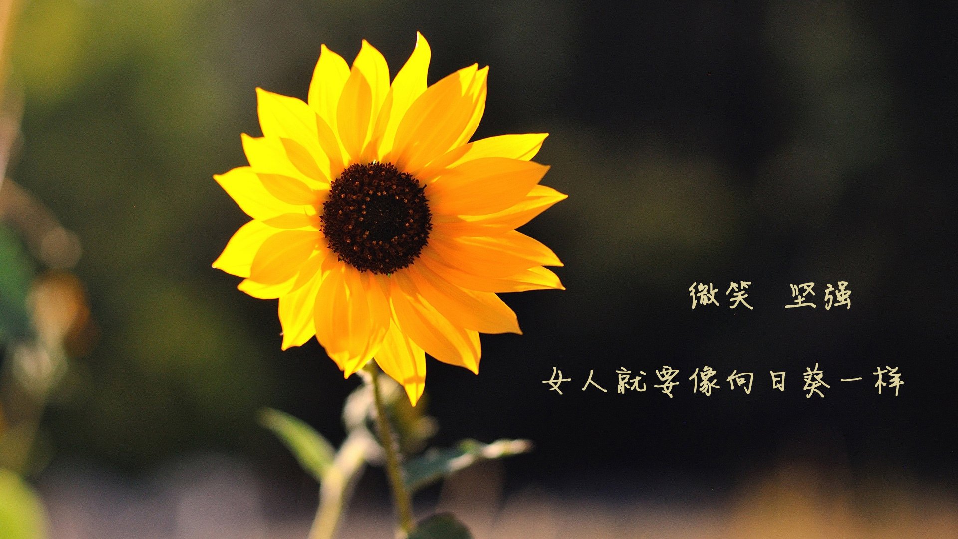 美洲杯明星闪耀:单刀突破引爆全场!,美洲杯巨星